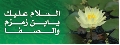 قراءة نقدية / بحث حول المهدي عليه السلام للسيد الشهيد محمد باقر الصدر قدس سره