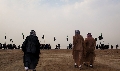 (١١٤٦)