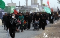 (٢١٦) طريق الحسين عليه السلام يزهو بالزائرين