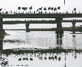 (٢٩٣)